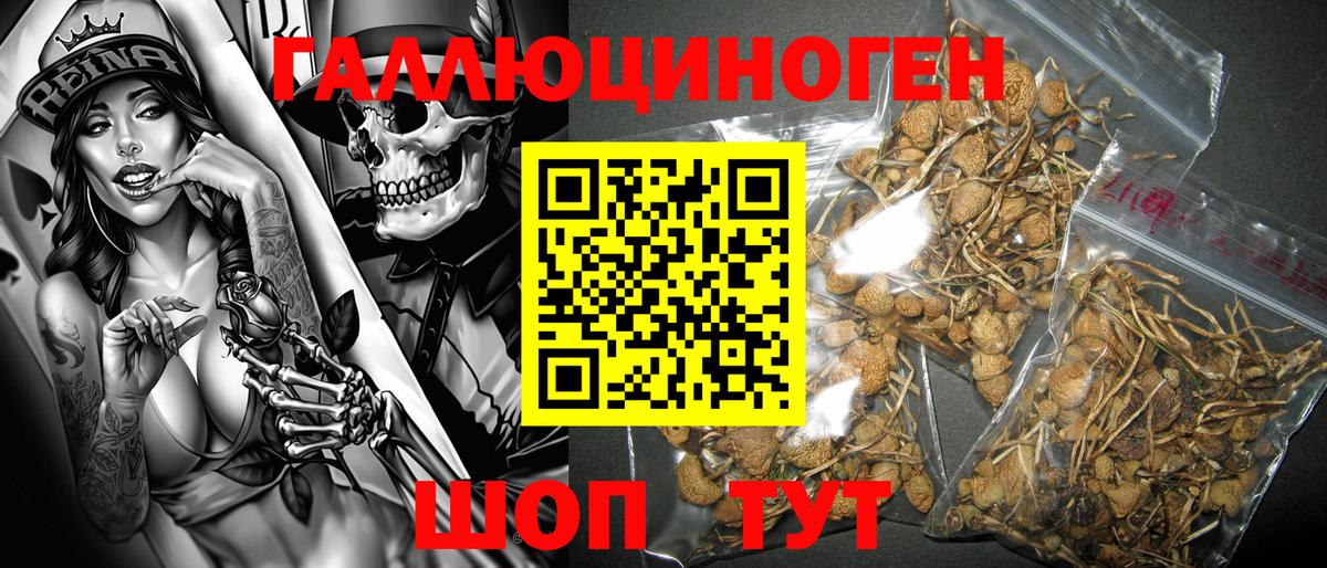 Псилоцибиновые грибы Psilocybine cubensis  Вход с VPN  Балахна 
